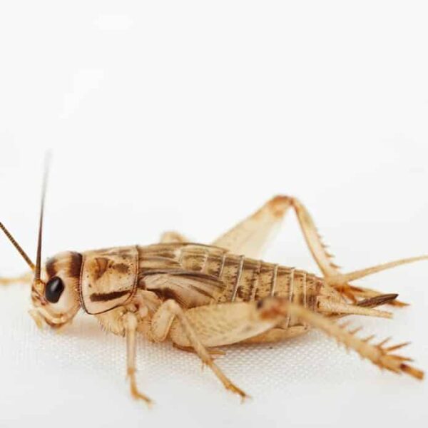 Feeder Crickets for sale.