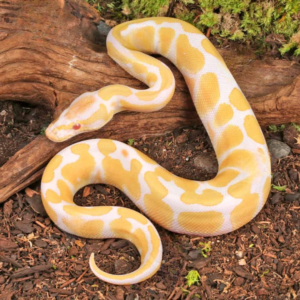 Baby Albino Ball Python available For Sale