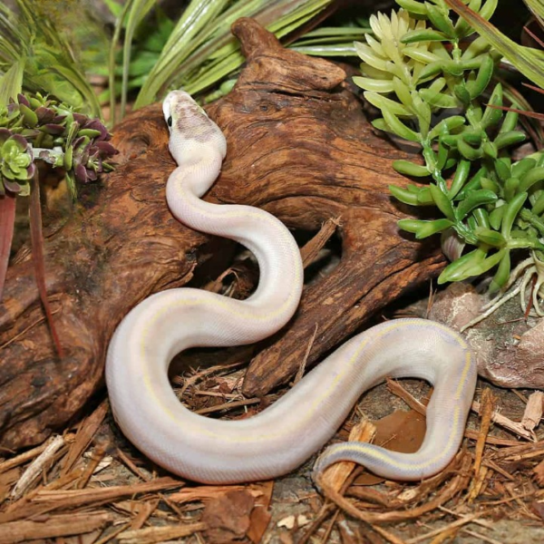 Baby Puma Ball Python available for sale. - Image 3