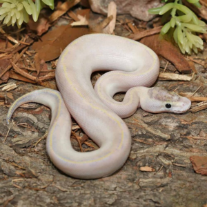 Baby Puma Ball Python available for sale.
