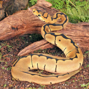 Baby Clown Spider Ball Python for sale.
