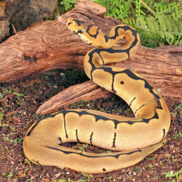 Baby Clown Spider Ball Python for sale.