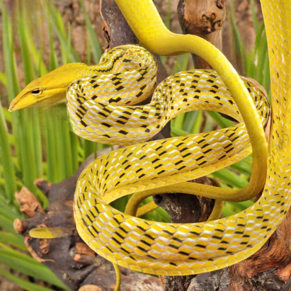 Hypo Asian Vine Snake for sale.