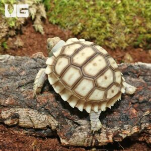 Tortoises