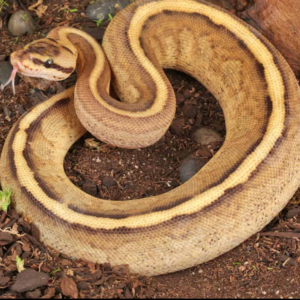 Spector Spark Ball Python for sale.