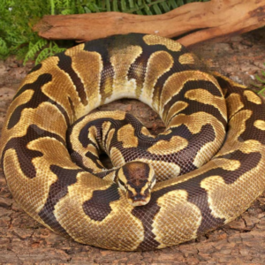 Female Fire Enchi Ball Python for sale.