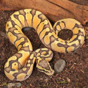 Baby Male Ghost Enchi Pastel Ball Python
