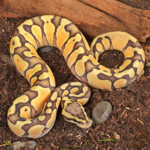Baby Male Ghost Enchi Pastel Ball Python