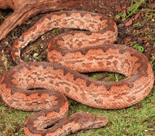 Solomon Island Ground Boa for sale.