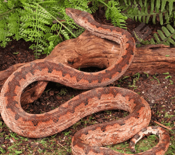 Solomon Island Ground Boa for sale. - Image 2