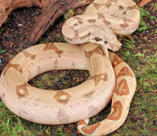 Jungle Fire Het Leucistic Redtail Boa - Image 3