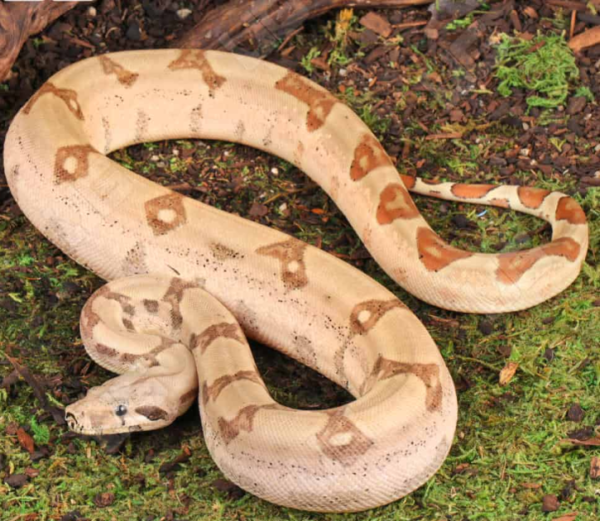 Jungle Fire Het Leucistic Redtail Boa - Image 4