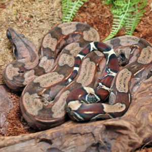 Yearling Guyana Redtail Boa for sale.