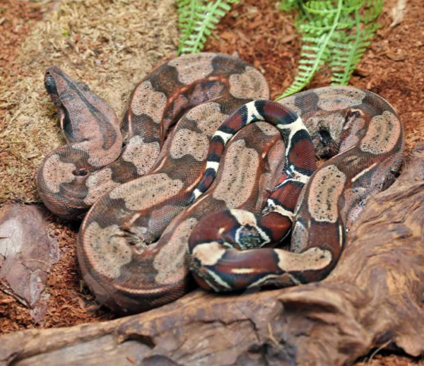 Yearling Guyana Redtail Boa for sale.