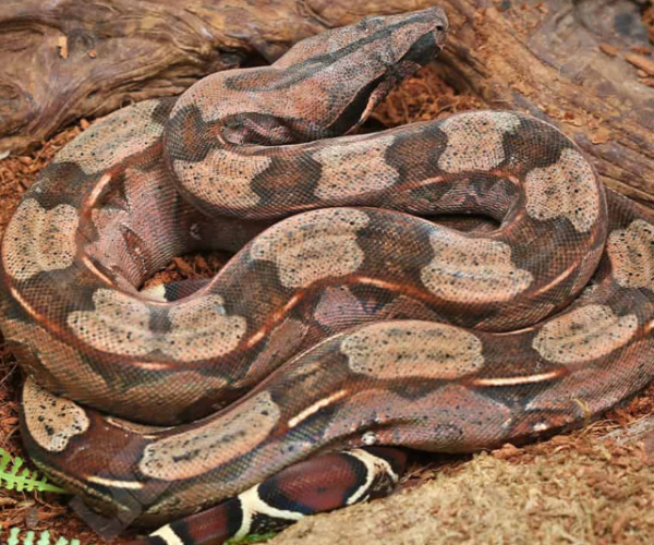 Yearling Guyana Redtail Boa for sale. - Image 2