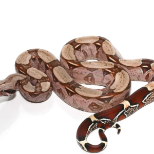 Juvenile Suriname Redtail Boa for sale.