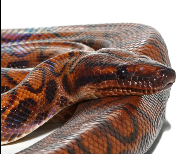 Adult Female Brazilian Rainbow Boa.