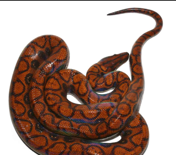 Adult Female Brazilian Rainbow Boa. - Image 2