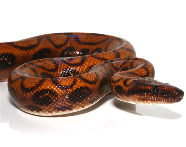 Adult Female Brazilian Rainbow Boa. - Image 3