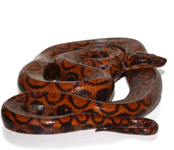 Adult Female Brazilian Rainbow Boa. - Image 4