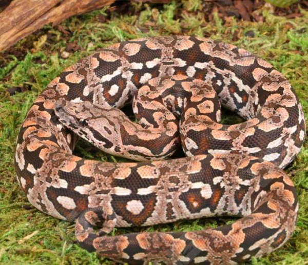 Baby Dumeril’s Boa for sale. - Image 3