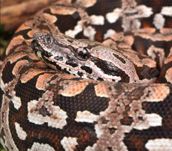 Baby Dumeril’s Boa for sale.