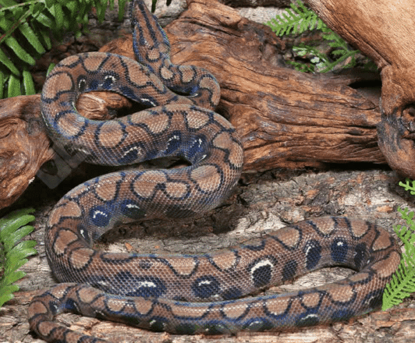 Anery Brazilian Rainbow Boa for sale.