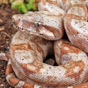 Baby Hog Island Boa for sale.