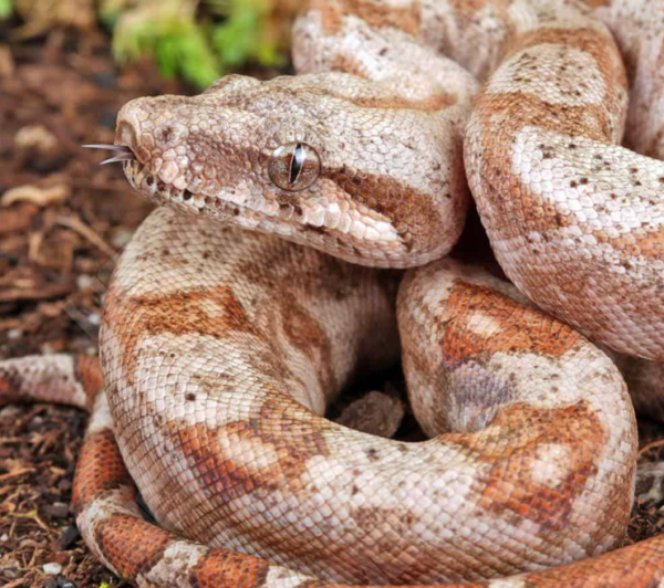 Baby Hog Island Boa for sale.