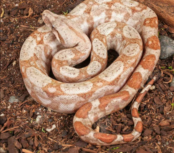 Baby Hog Island Boa for sale. - Image 2