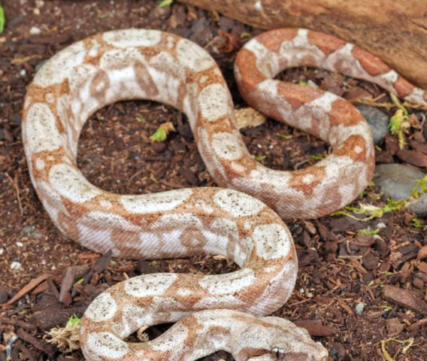 Baby Hog Island Boa for sale. - Image 3