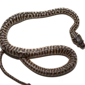 Baby Zebra Jungle Carpet Python for sale.
