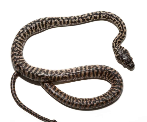 Baby Zebra Jungle Carpet Python for sale.