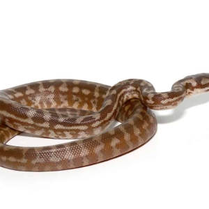 Baby Coastal Het Axanthic Carpet Python