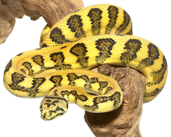Irian Jaya Jungle Jaguar Carpet Python - Image 2