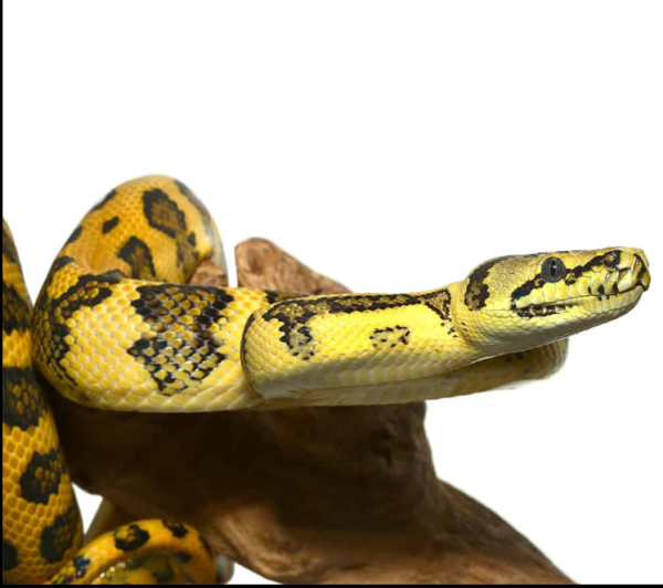 Irian Jaya Jungle Jaguar Carpet Python