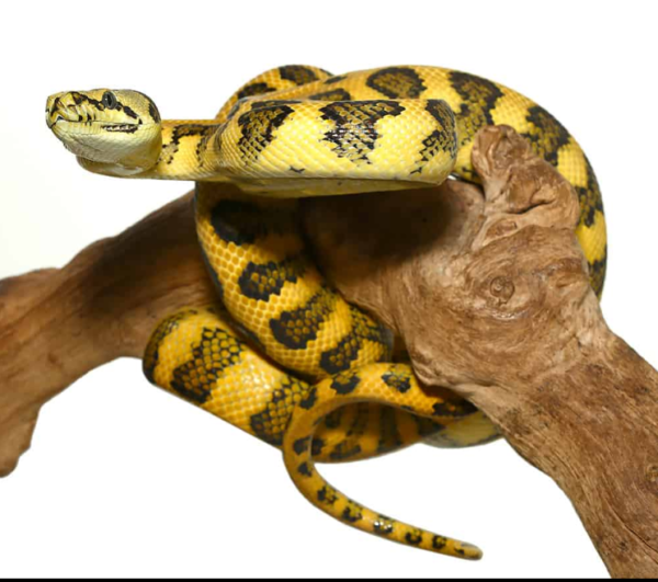 Irian Jaya Jungle Jaguar Carpet Python - Image 4