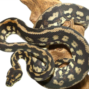 Tiger Darwin Het Albino Carpet Python