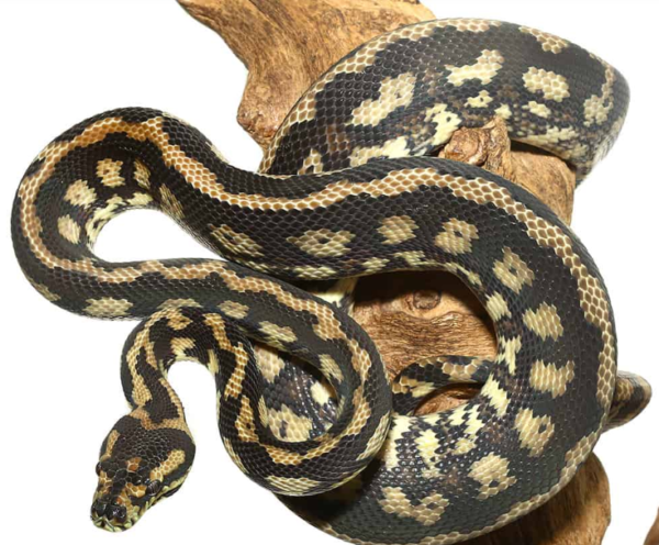 Tiger Darwin Het Albino Carpet Python