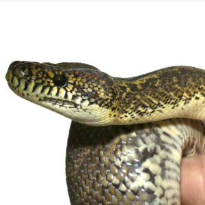 Granite Irian Jaya Carpet Python
