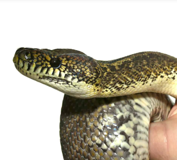 Granite Irian Jaya Carpet Python