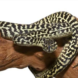 Baby Zebra Jungle Carpet Python for sale