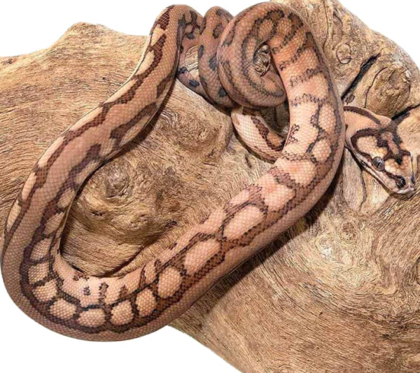 Tiger Jaguar Coastal Carpet Python