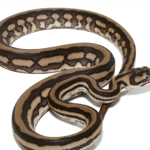 Baby Tiger Coastal Carpet Python