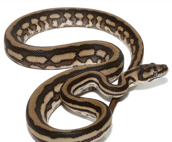 Baby Tiger Coastal Carpet Python