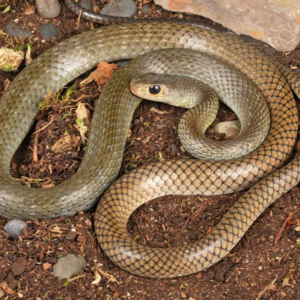 Indo-Chinese Rat Snake for sale.