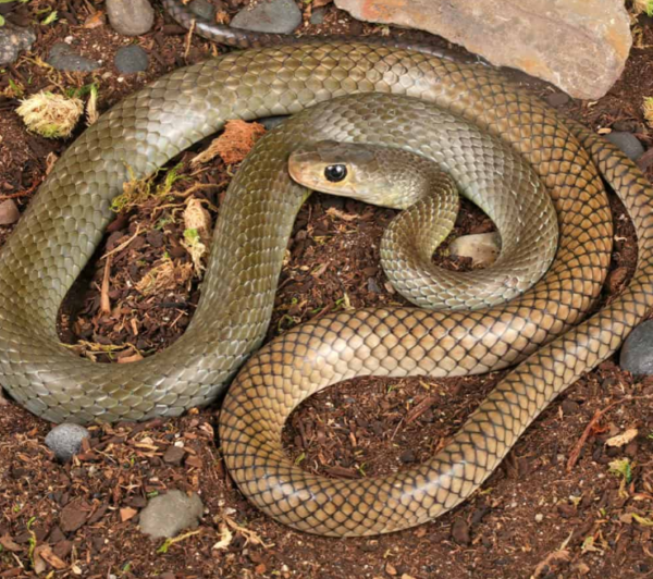Indo-Chinese Rat Snake for sale.