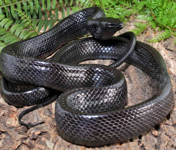 Black Jansen’s Ratsnake for sale.