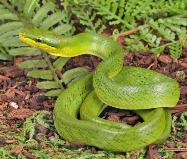 Baby Red Tailed Green Ratsnake for sale.
