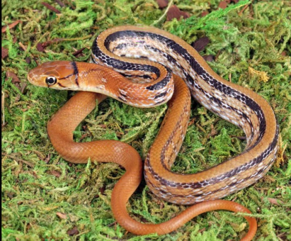 Baby Radiated Ratsnake for sale.
